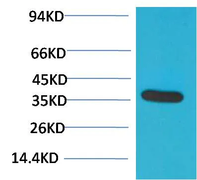 GAPDH Rabbit pAb - image 1