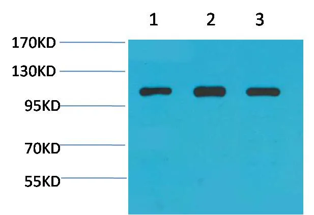 α-actinin Rabbit pAb