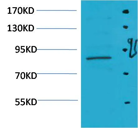 STAT5a Rabbit pAb - image 1