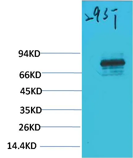 STAT3 Rabbit pAb