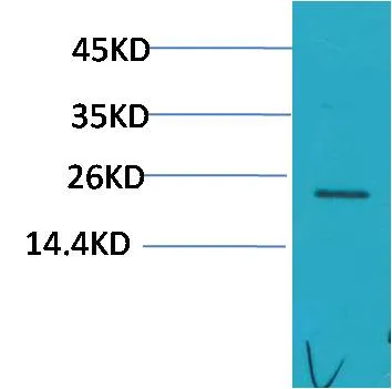 HSPB8/HSP22 Rabbit pAb - image 1