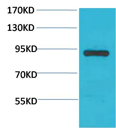 STAT4 Rabbit pAb - image 1