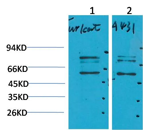 Beclin-1 Rabbit pAb