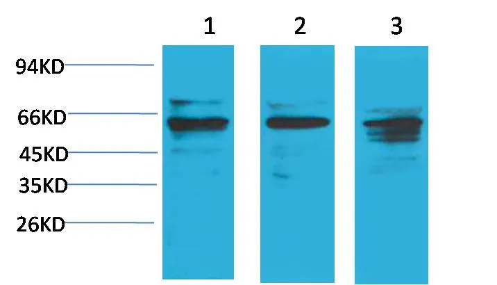 Akt1 Rabbit pAb