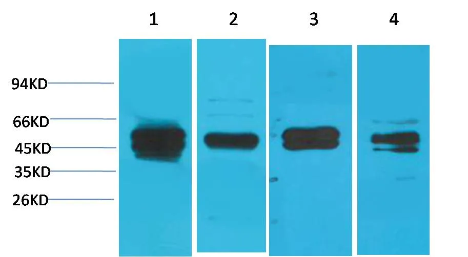 Cyclin B1 Rabbit pAb - image 1