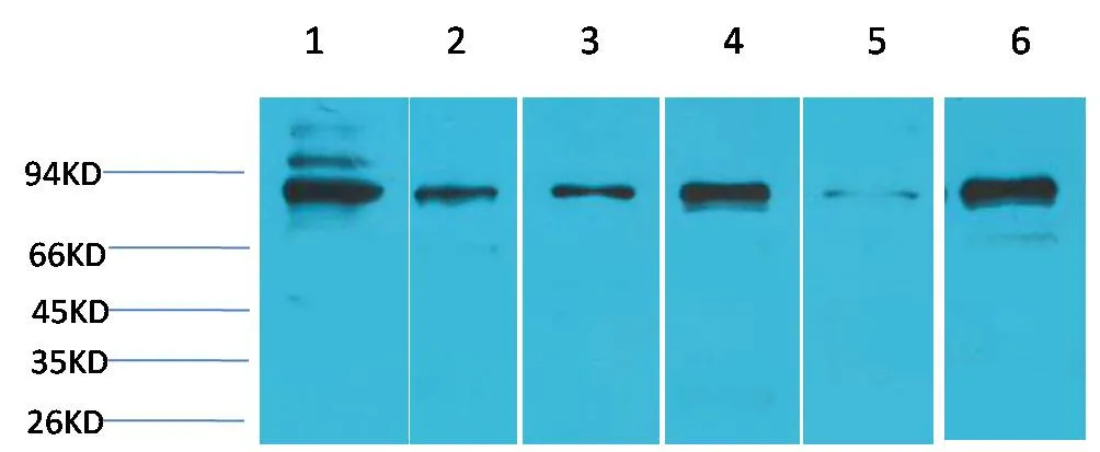 STAT5b Rabbit pAb - image 1