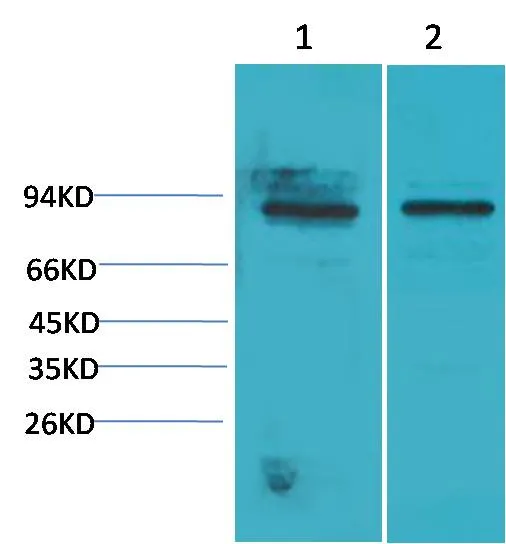 STAT5a Rabbit pAb