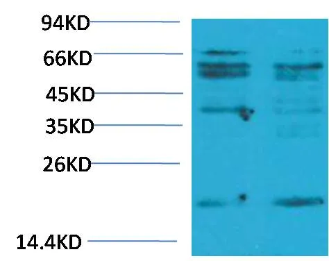 TNF α Rabbit pAb - image 1