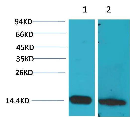 S100 β Rabbit pAb - image 1