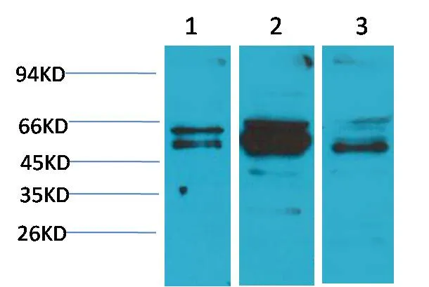 Flotillin-2 Rabbit pAb - image 1
