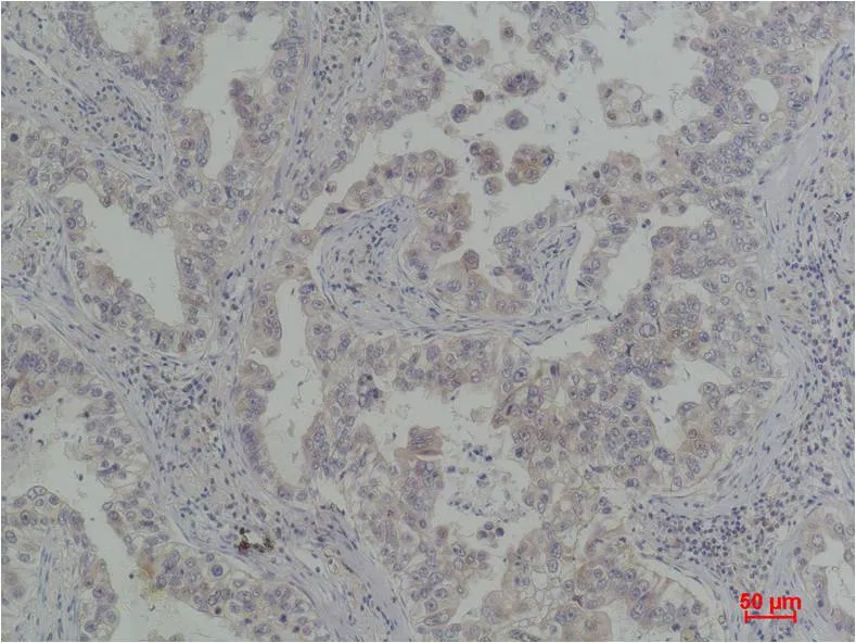 Bcl-Xl Rabbit pAb - image 1
