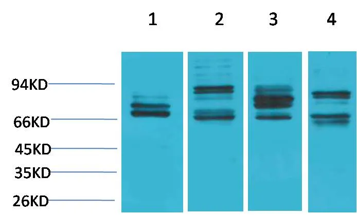 Nrf2 Rabbit pAb - image 1