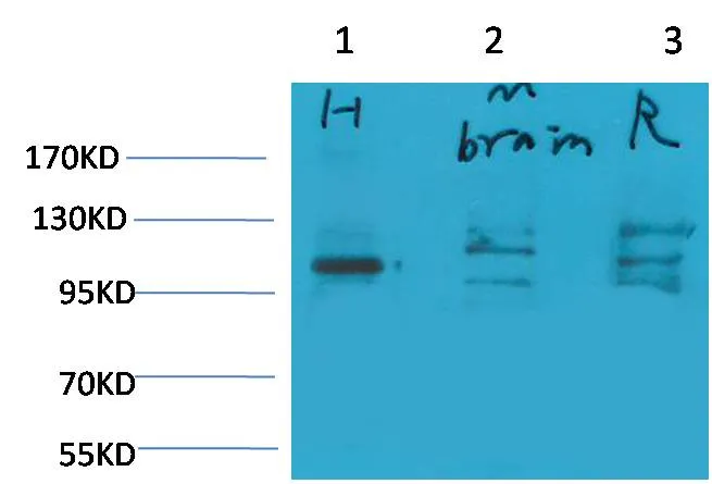 Glutamate Receptor 1 Rabbit pAb - image 1