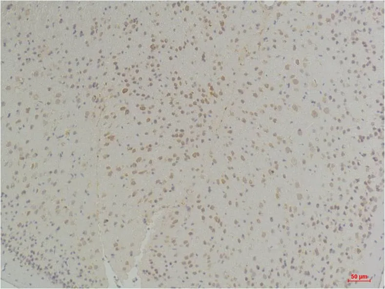 Connexin-26 Rabbit pAb - image 1