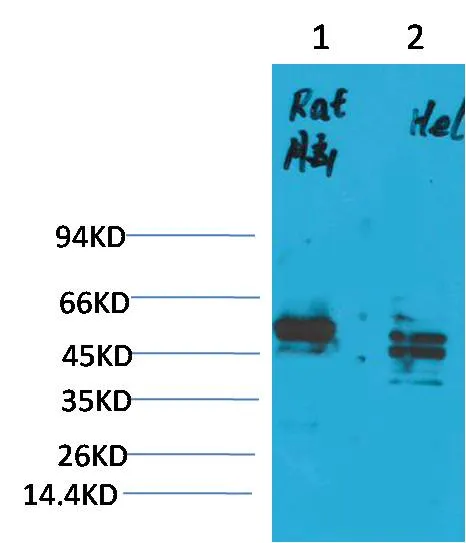 CXCR4 Rabbit pAb - image 1