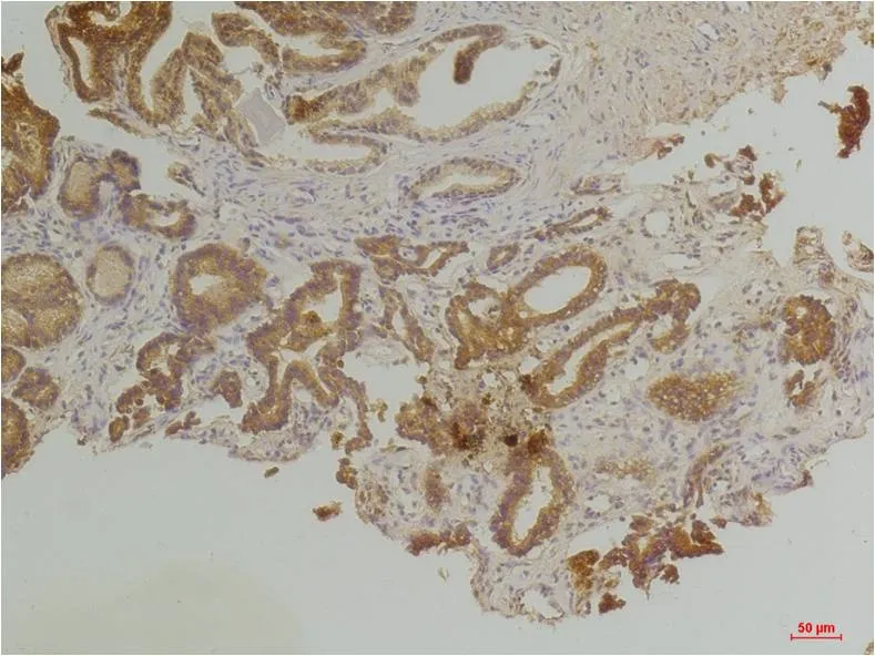 Endothelin B Receptor Rabbit pAb - image 1