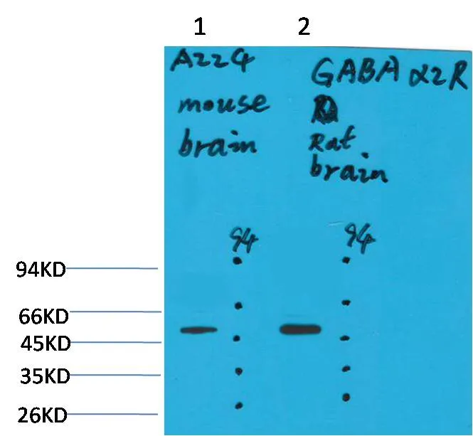 GABA A Receptor α2 Rabbit pAb - image 1