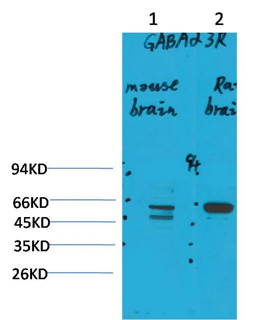 GABA A Receptor α3 Rabbit pAb - image 1