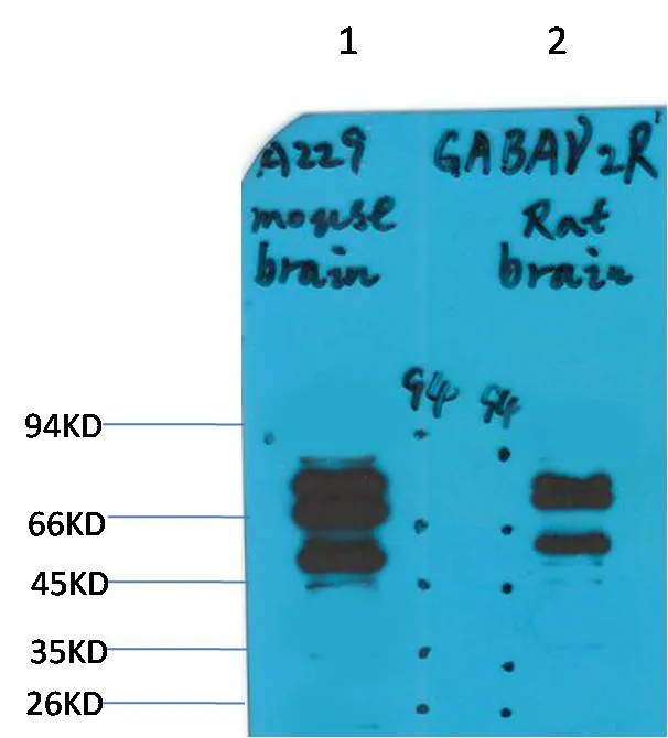 GABA A Receptor γ2 Rabbit pAb - image 1