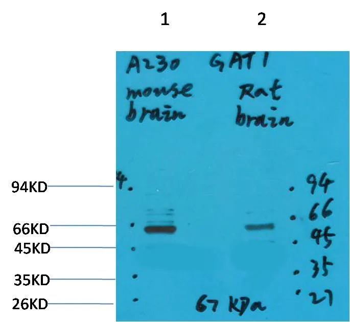 GABA Transporter 1 Rabbit pAb - image 1