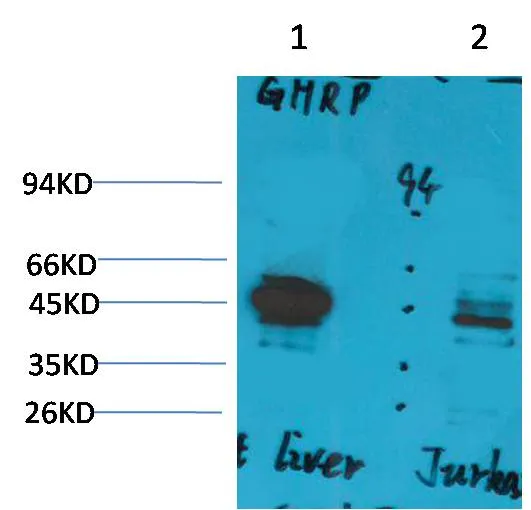 Ghrelin Receptor Rabbit pAb - image 1