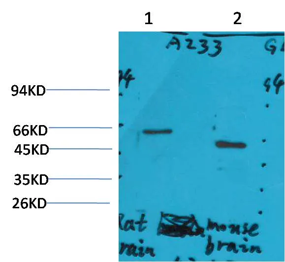 GLP1R Rabbit pAb - image 1