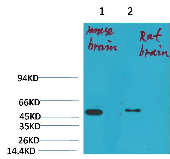 Kv1.1 potassium channel Rabbit pAb - image 1