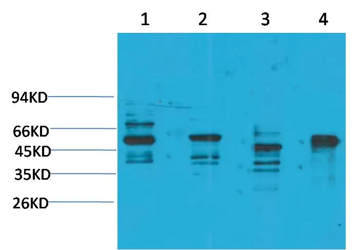 KCNN4 (SK4) Rabbit pAb