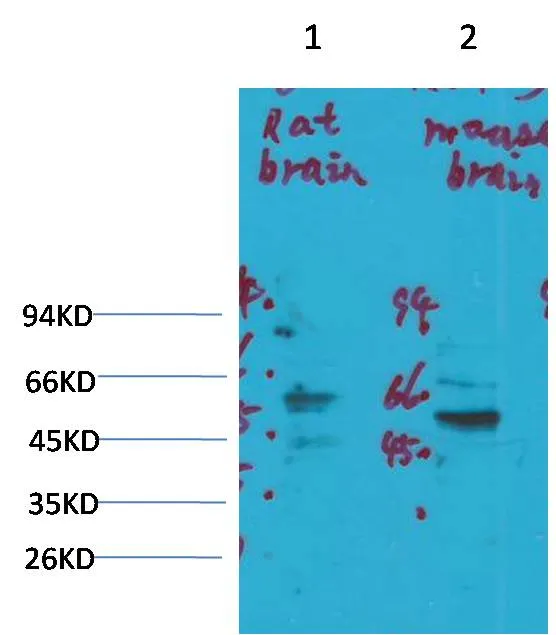 Kv1.3 Rabbit pAb - image 1