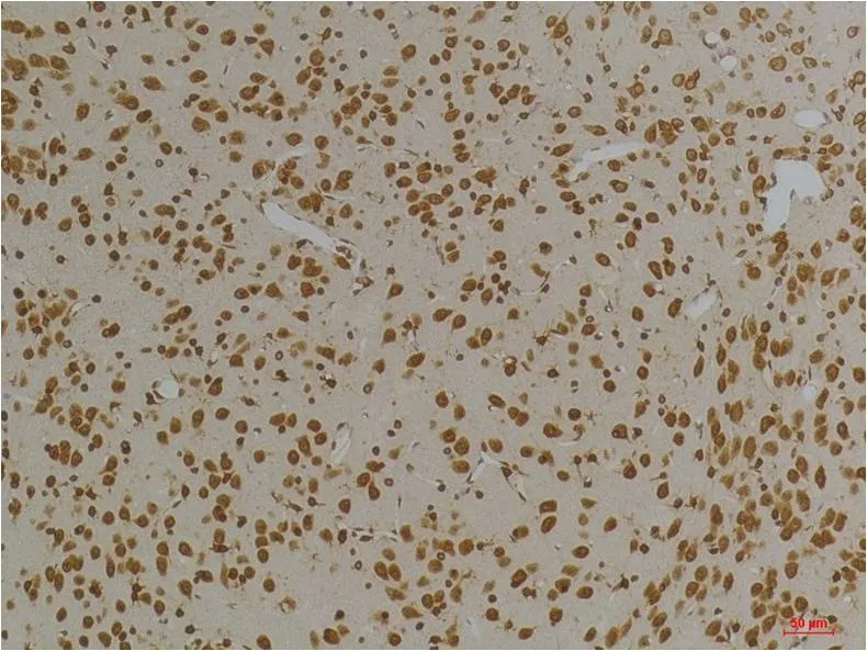 Kv10.1 Rabbit pAb