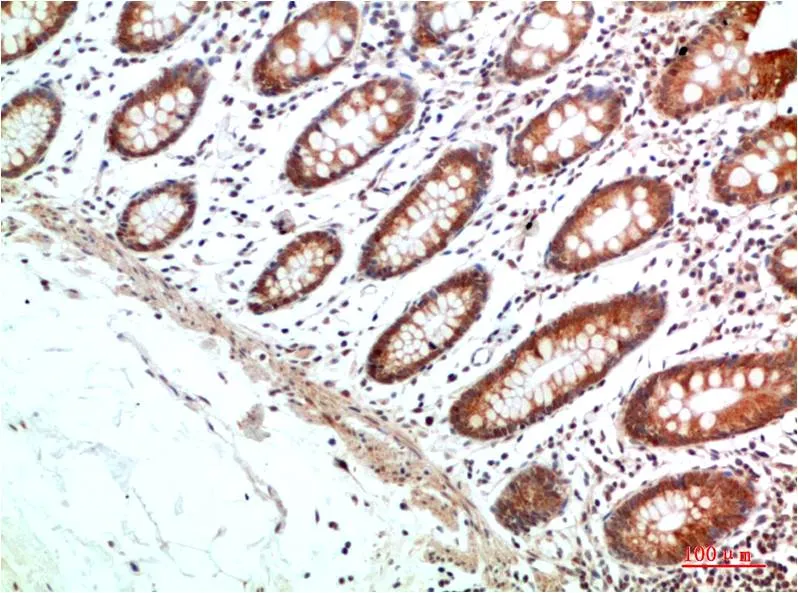 HIF-1α Rabbit pAb - image 1