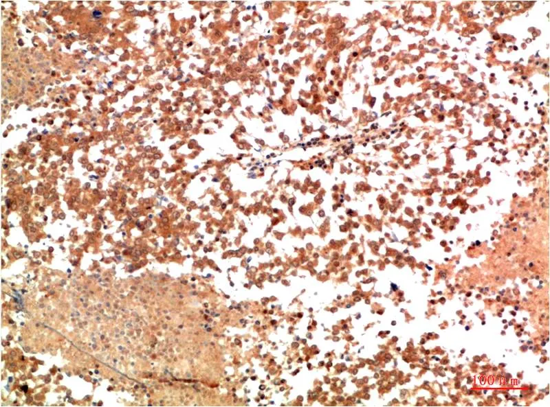 HSP90α Rabbit pAb - image 1