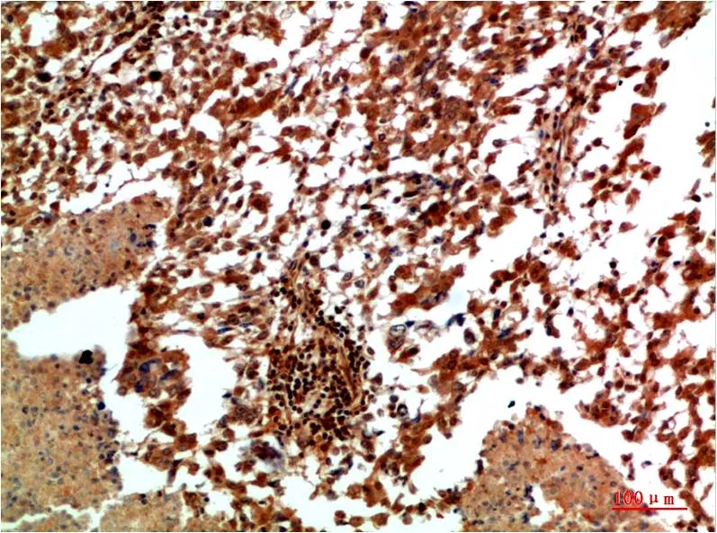 JNK2 Rabbit pAb - image 1