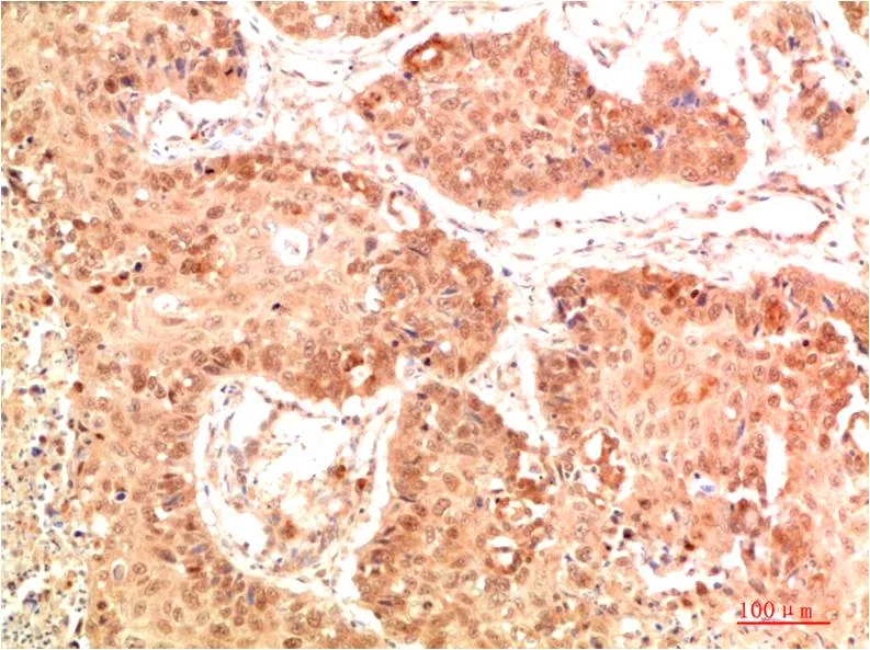 Nrf2 Rabbit pAb - image 1