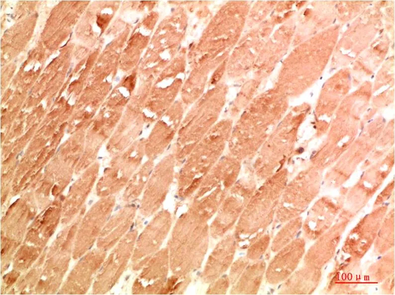 ATG4a Rabbit pAb - image 1