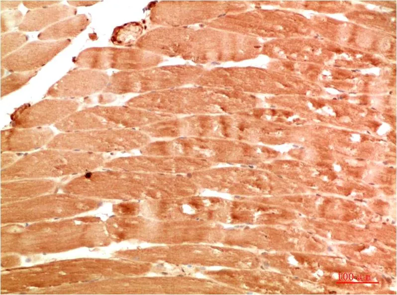 ATG4b Rabbit pAb - image 1
