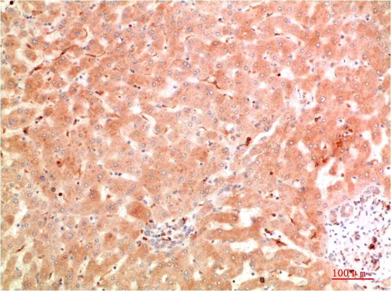 ATG5 Rabbit pAb - image 1
