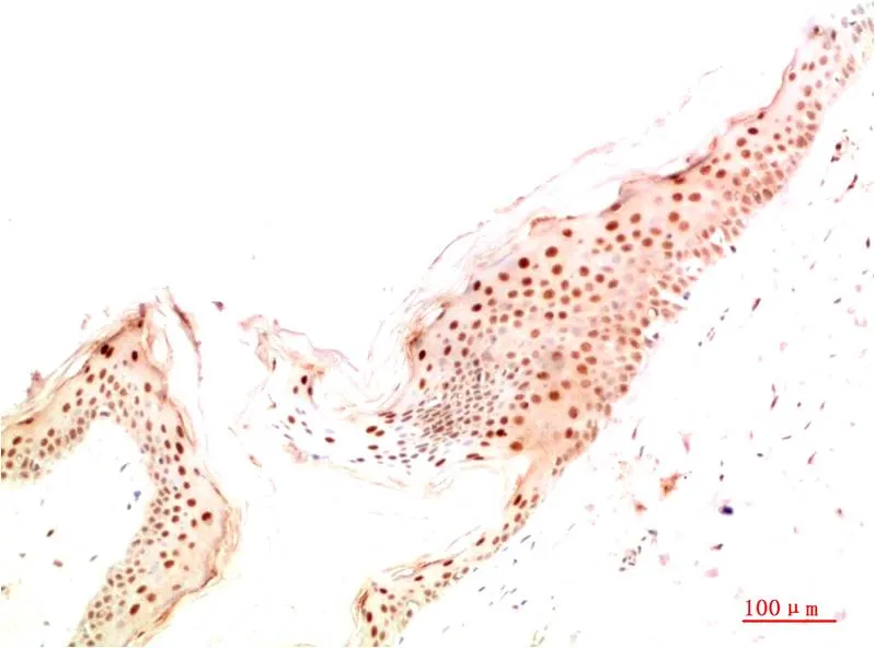 ATG14L Rabbit pAb - image 1