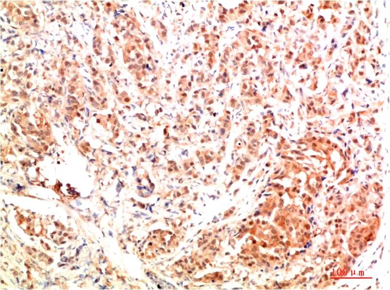 ERK1 Rabbit pAb - image 1