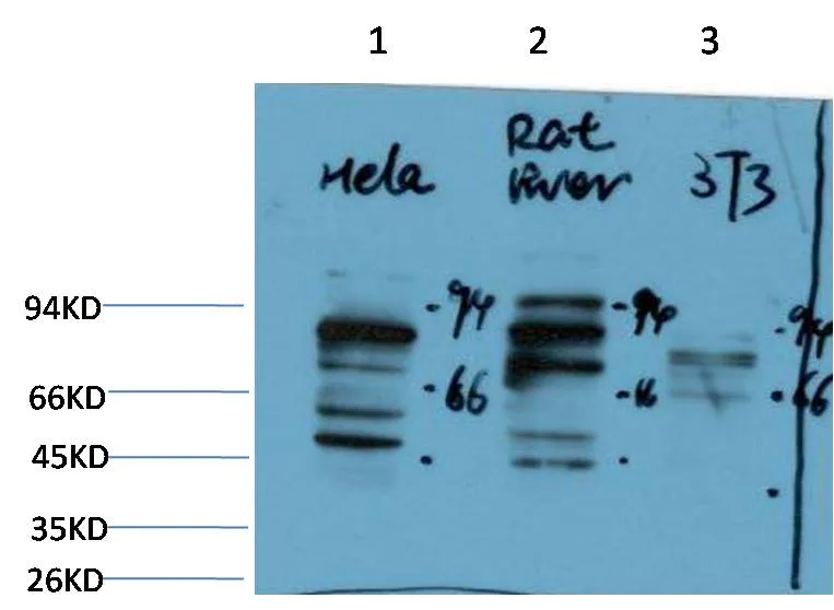 PI3 Kinase P85 Rabbit pAb