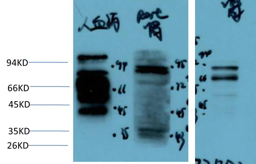 Kininogen 1 Rabbit pAb - image 1