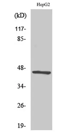 Acrosin rabbit pAb - image 1