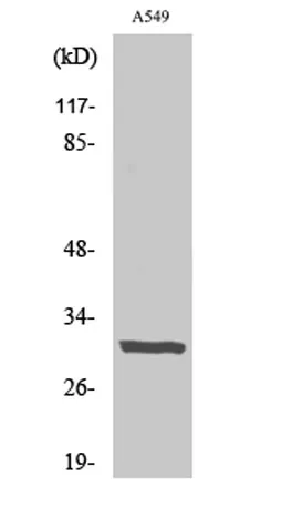 Adiponectin rabbit pAb - image 1