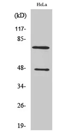 Cleaved-C1s HC (R437) rabbit pAb - image 1