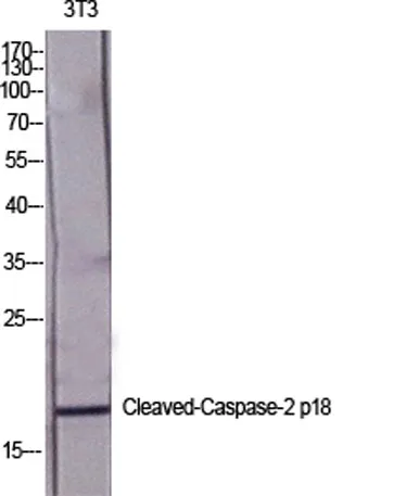 Cleaved-Caspase-2 p18 (G170) rabbit pAb - image 1
