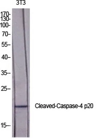 Cleaved-Caspase-4 p20 (Q81) rabbit pAb - image 1
