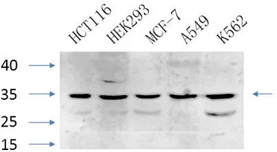 Caspase-7 rabbit pAb - image 1