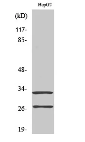 Cleaved-Cathepsin G (I21) rabbit pAb - image 1