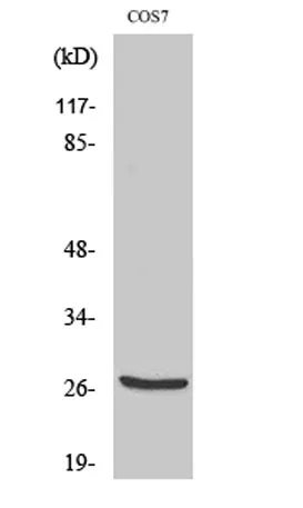 Cleaved-Cathepsin Z (L62) rabbit pAb