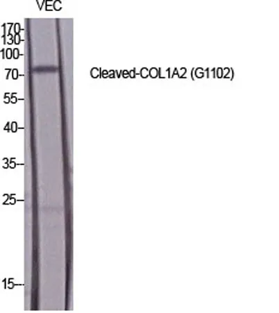 Cleaved-COL1A2 (G1102) rabbit pAb - image 1